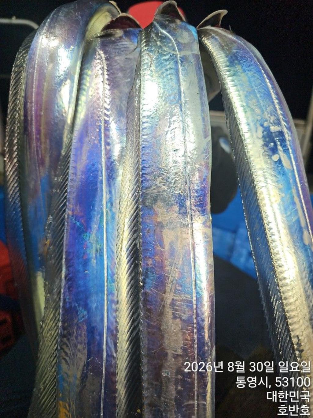 낚시뚜,갈치,통영 신전항,통영호반호,낚시뚜0