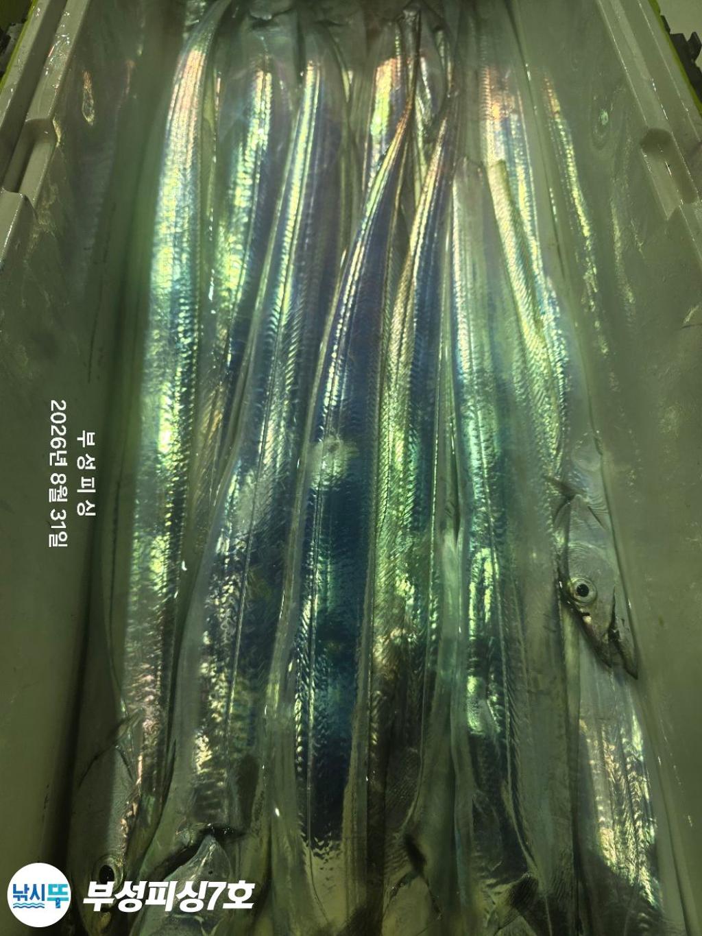 낚시뚜,갈치,통영영운리항,부성피싱7호,낚시뚜24