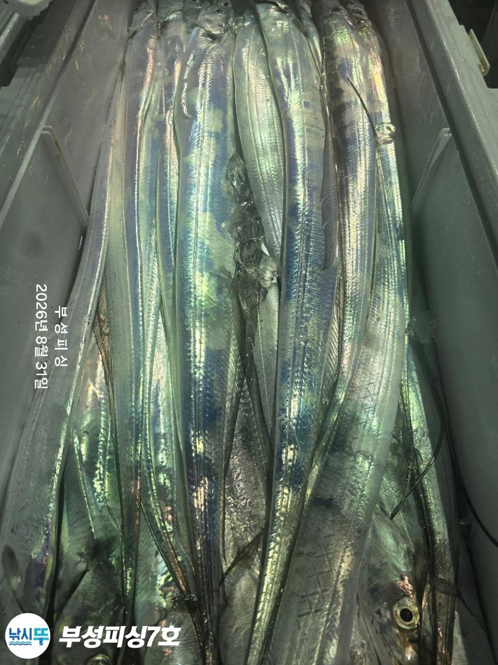 낚시뚜,갈치,통영영운리항,부성피싱7호,낚시뚜23