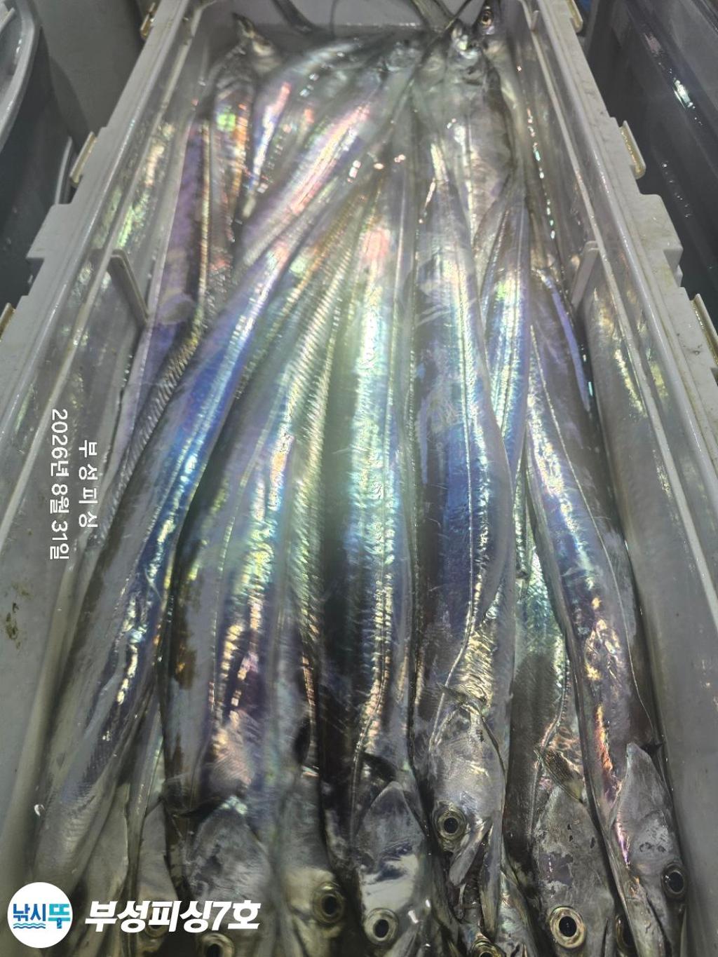 낚시뚜,갈치,통영영운리항,부성피싱7호,낚시뚜22