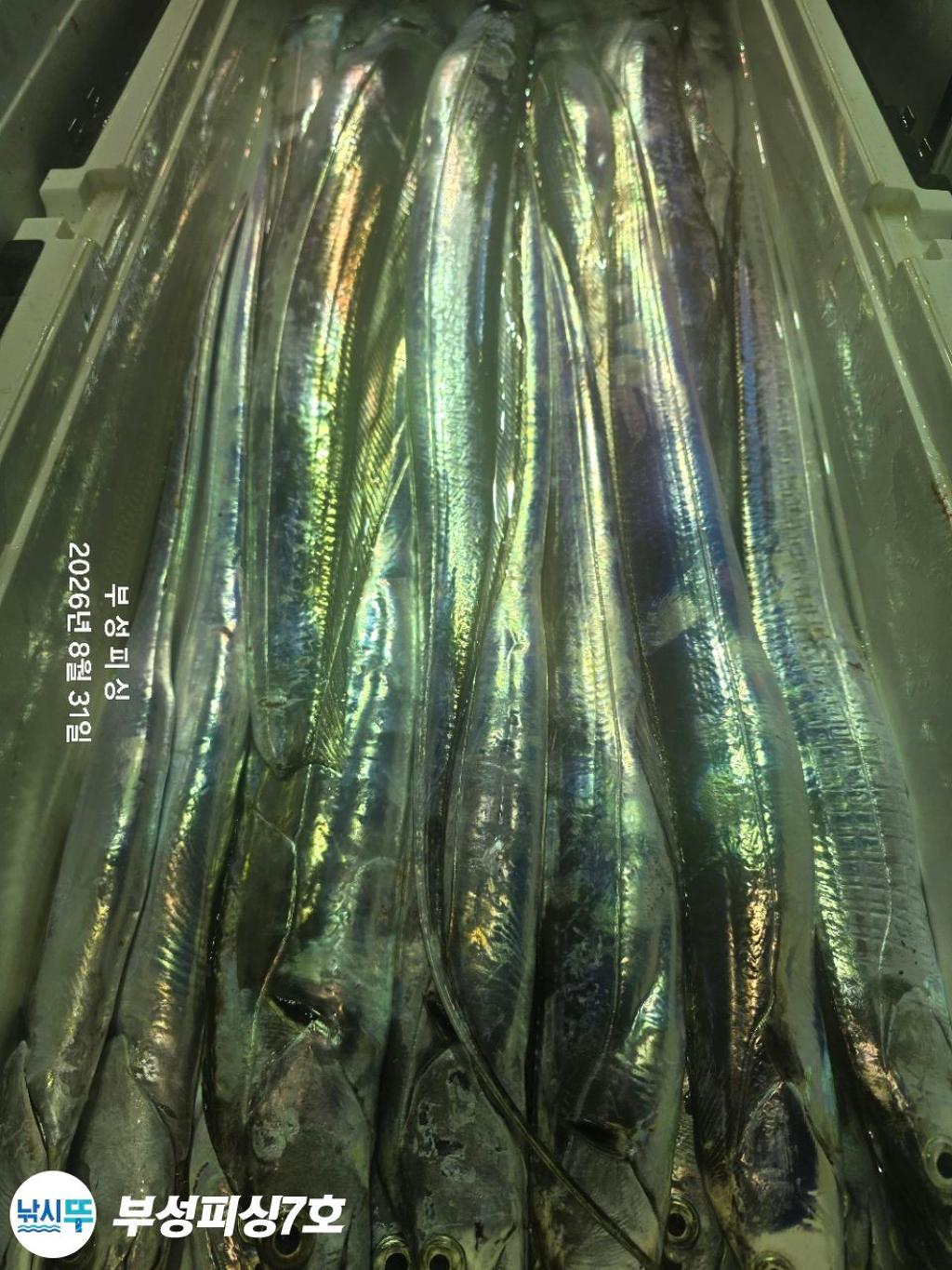 낚시뚜,갈치,통영영운리항,부성피싱7호,낚시뚜21