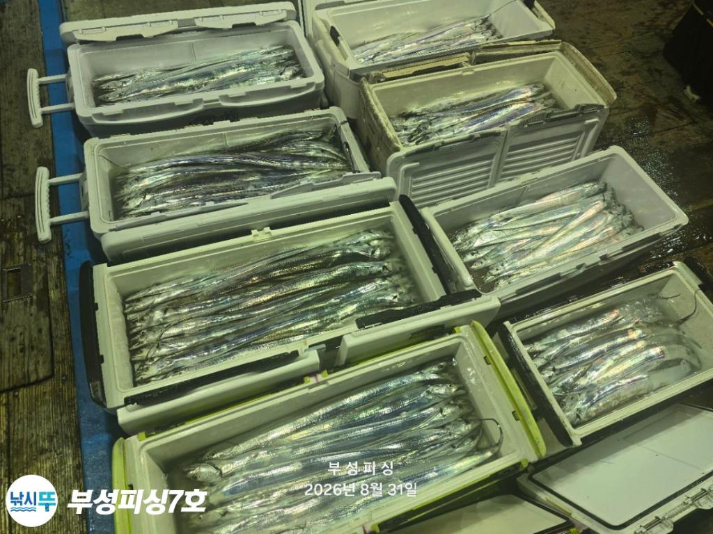낚시뚜,갈치,통영영운리항,부성피싱7호,낚시뚜18