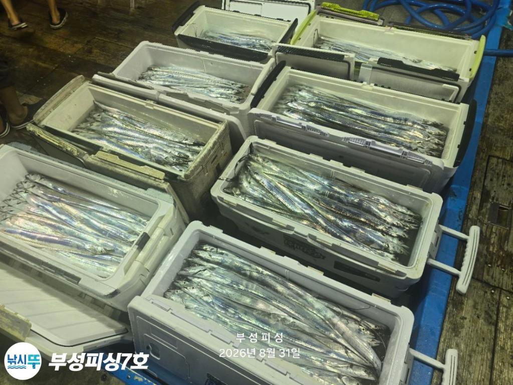 낚시뚜,갈치,통영영운리항,부성피싱7호,낚시뚜20