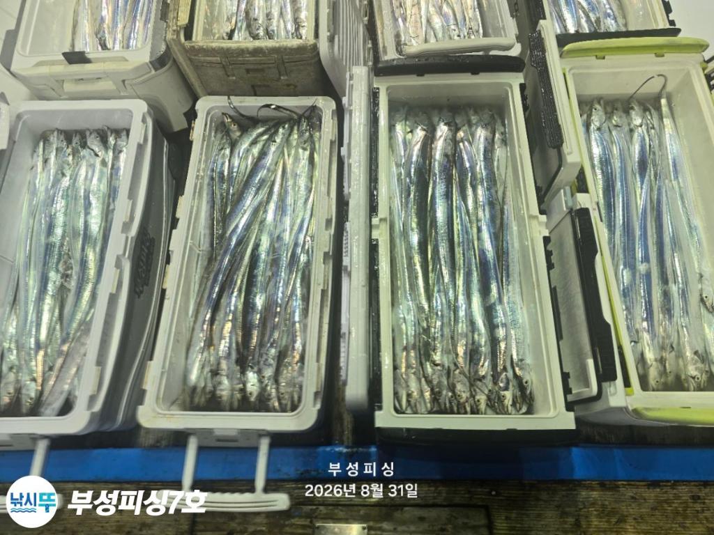 낚시뚜,갈치,통영영운리항,부성피싱7호,낚시뚜16