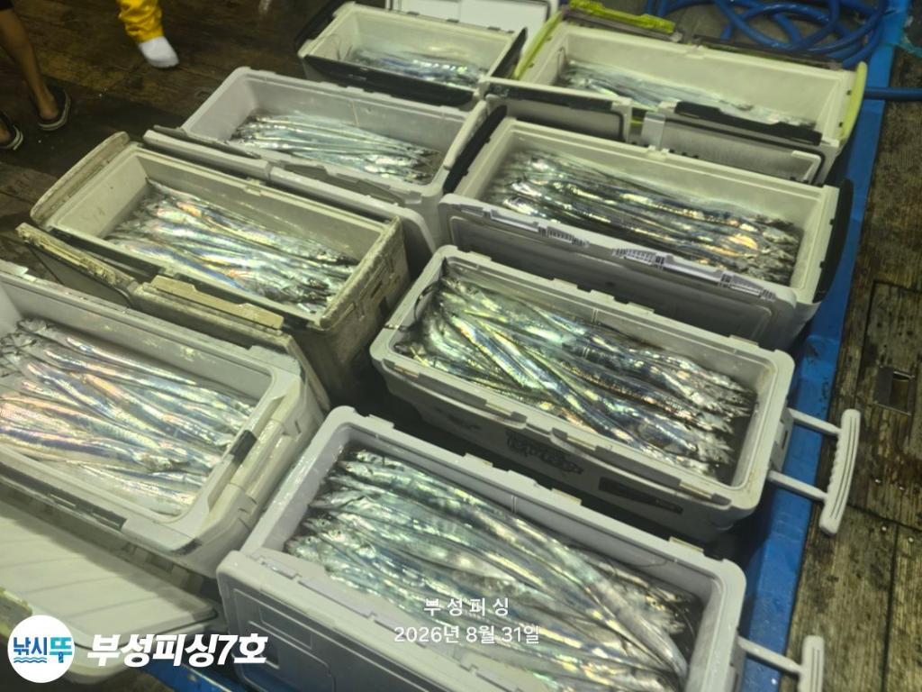 낚시뚜,갈치,통영영운리항,부성피싱7호,낚시뚜19