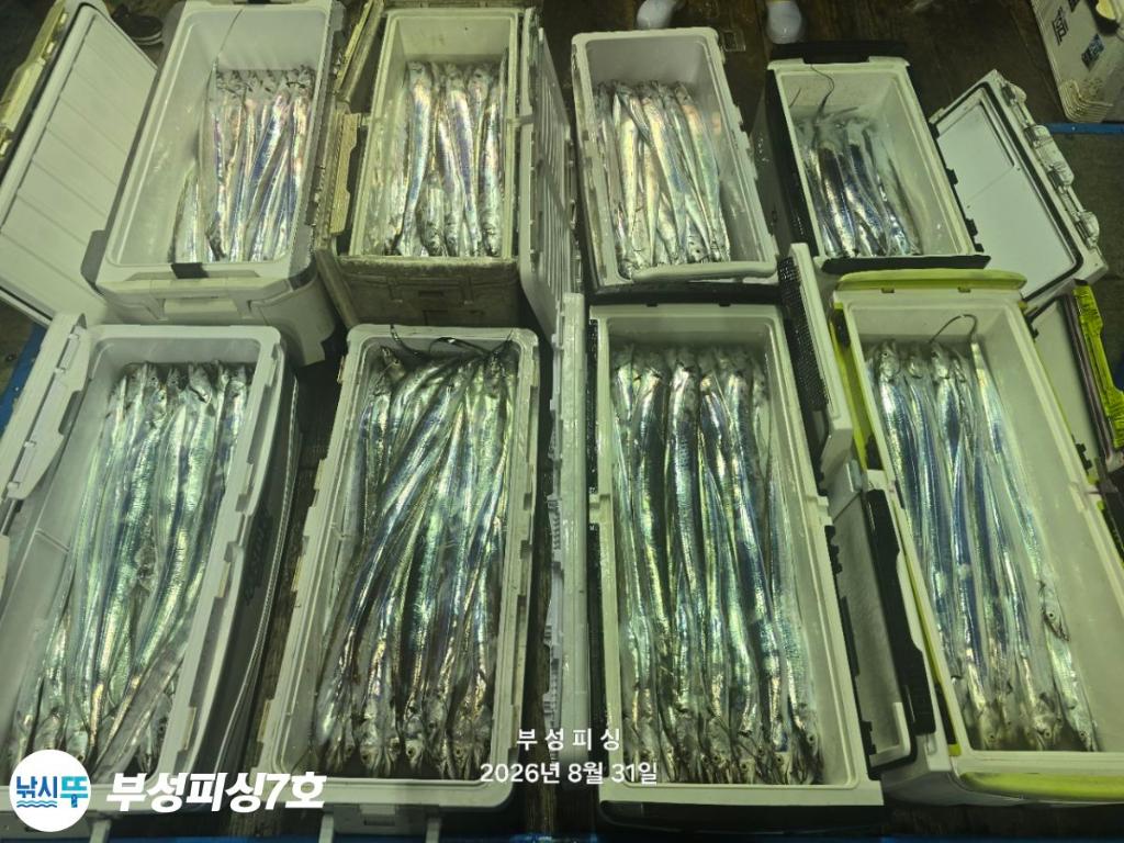낚시뚜,갈치,통영영운리항,부성피싱7호,낚시뚜15