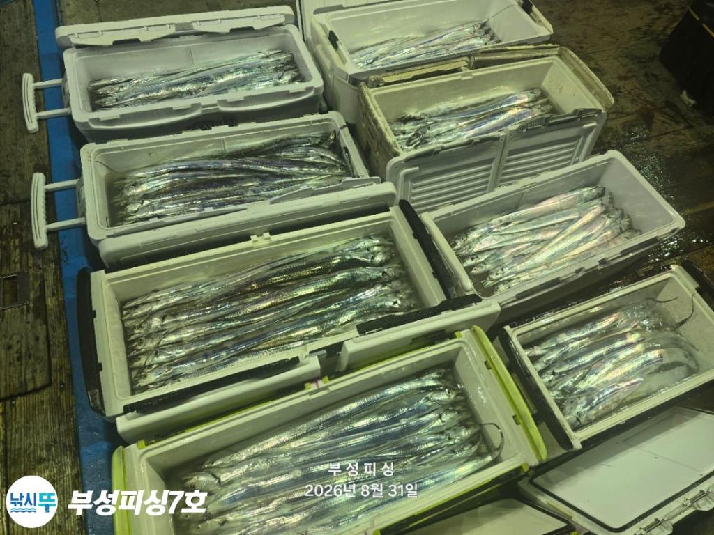 낚시뚜,갈치,통영영운리항,부성피싱7호,낚시뚜17