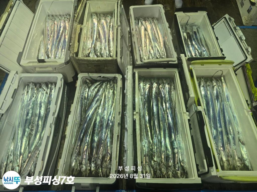낚시뚜,갈치,통영영운리항,부성피싱7호,낚시뚜14