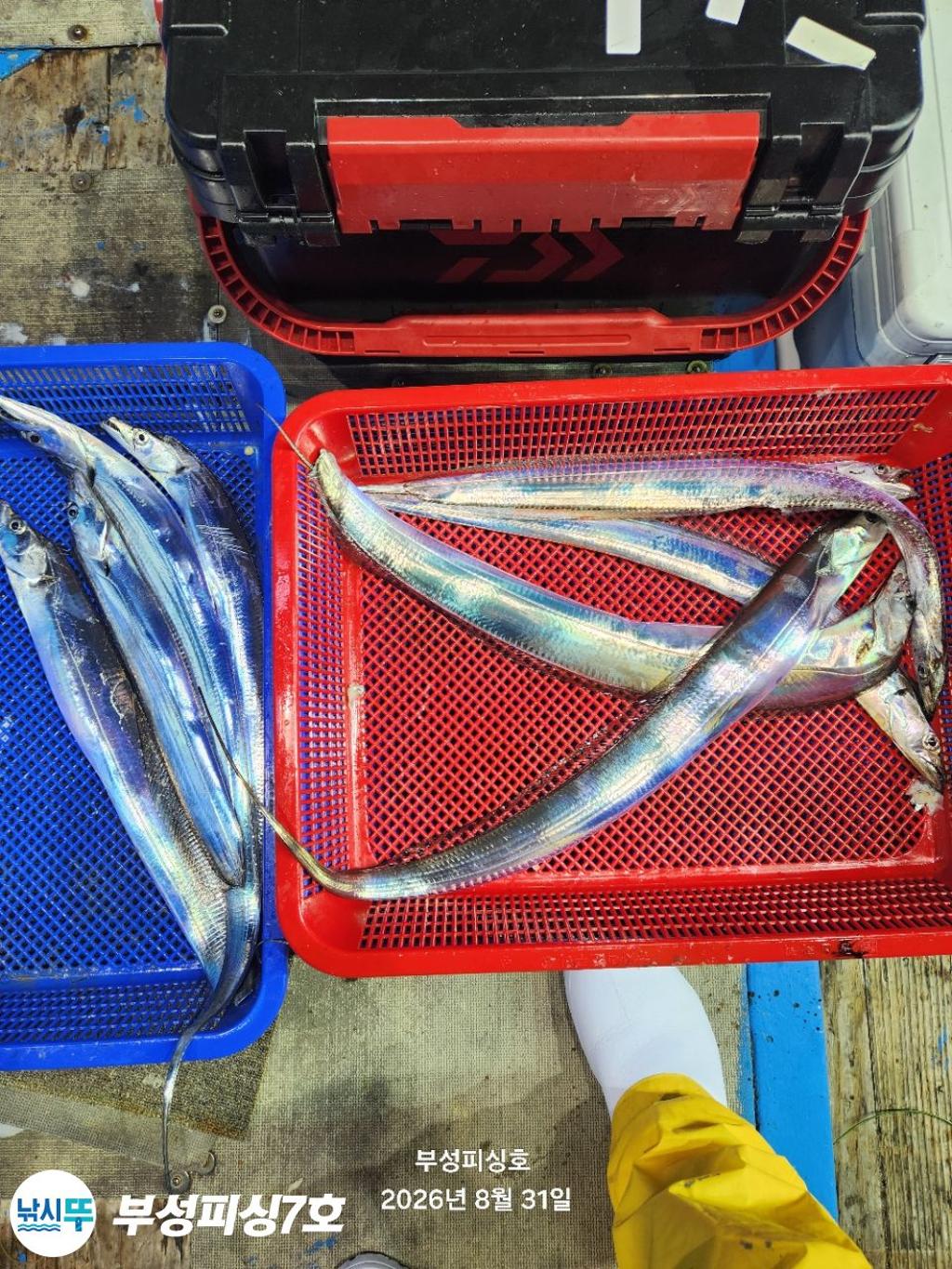 낚시뚜,갈치,통영영운리항,부성피싱7호,낚시뚜12