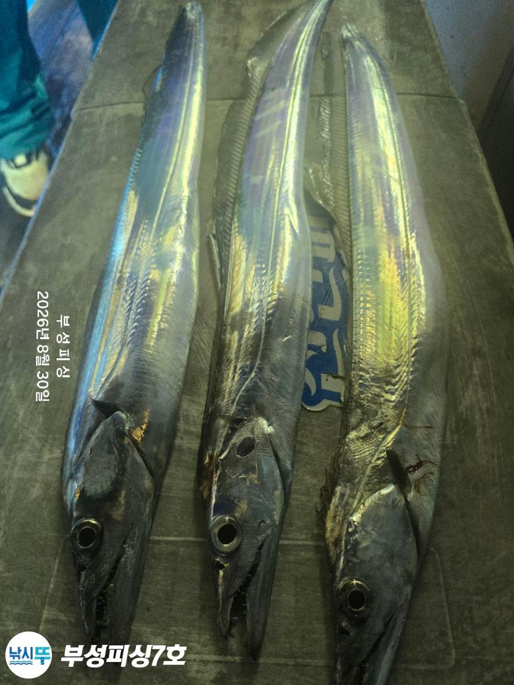 낚시뚜,갈치,통영영운리항,부성피싱7호,낚시뚜10