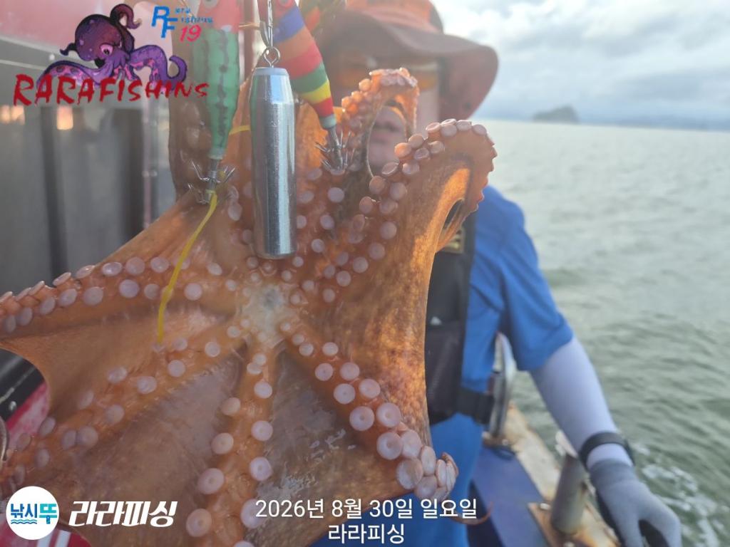 낚시뚜,돌문어,속천항(진해),라라피싱,낚시뚜8