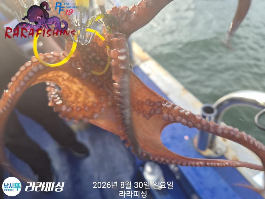 낚시뚜,돌문어,속천항(진해),라라피싱,낚시뚜7