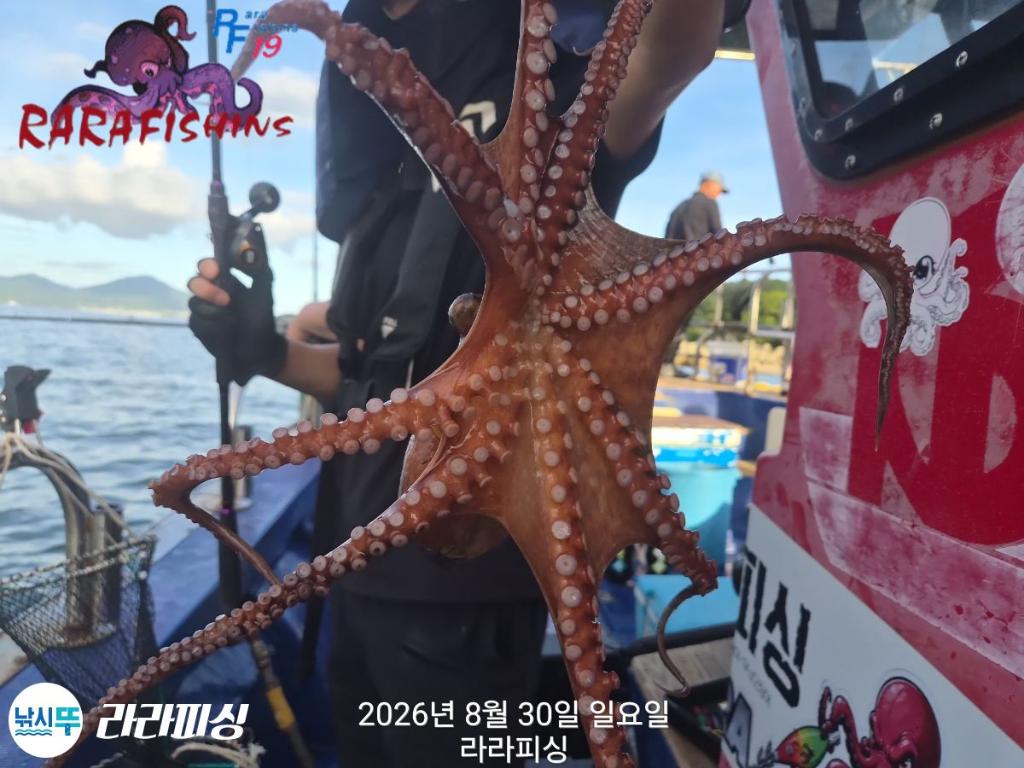 낚시뚜,돌문어,속천항(진해),라라피싱,낚시뚜4
