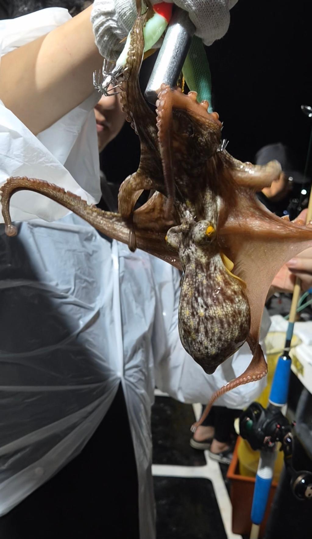 낚시뚜,돌문어,포항여남항,포항포시즌호,낚시뚜23