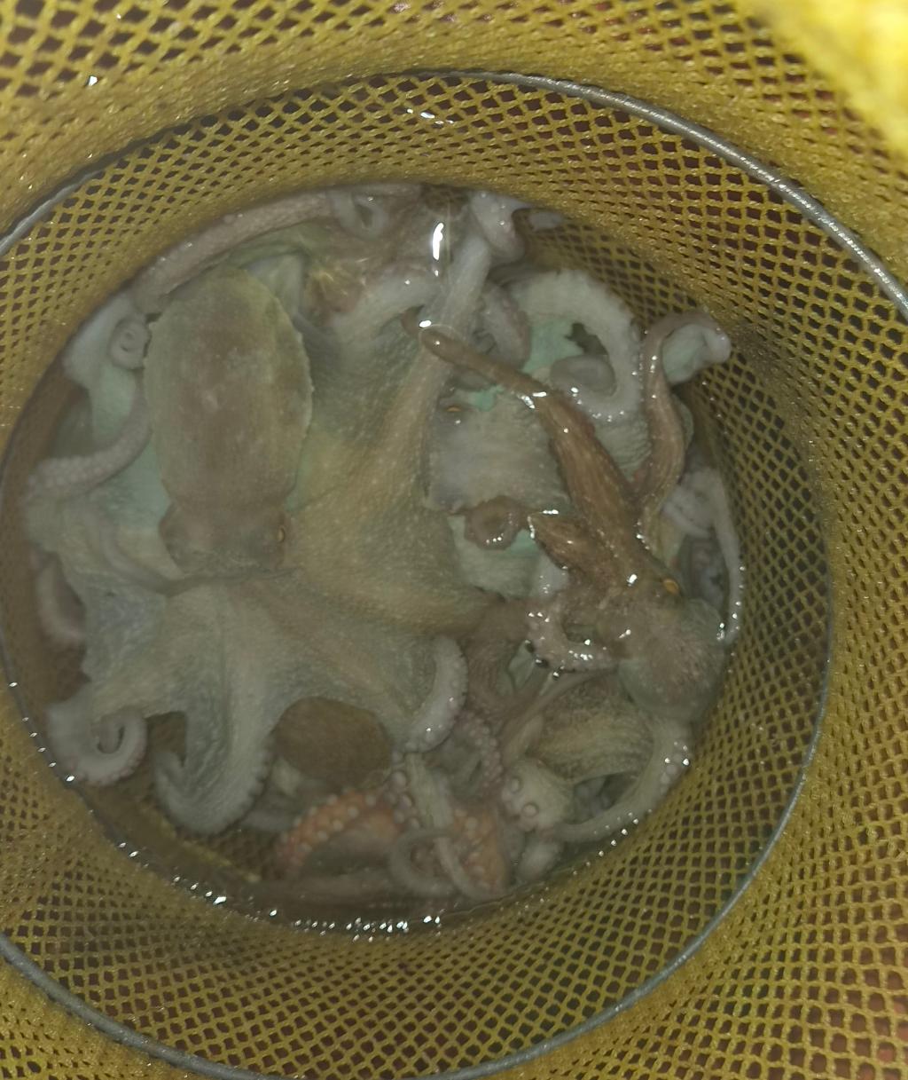 낚시뚜,돌문어,포항여남항,포항포시즌호,낚시뚜16