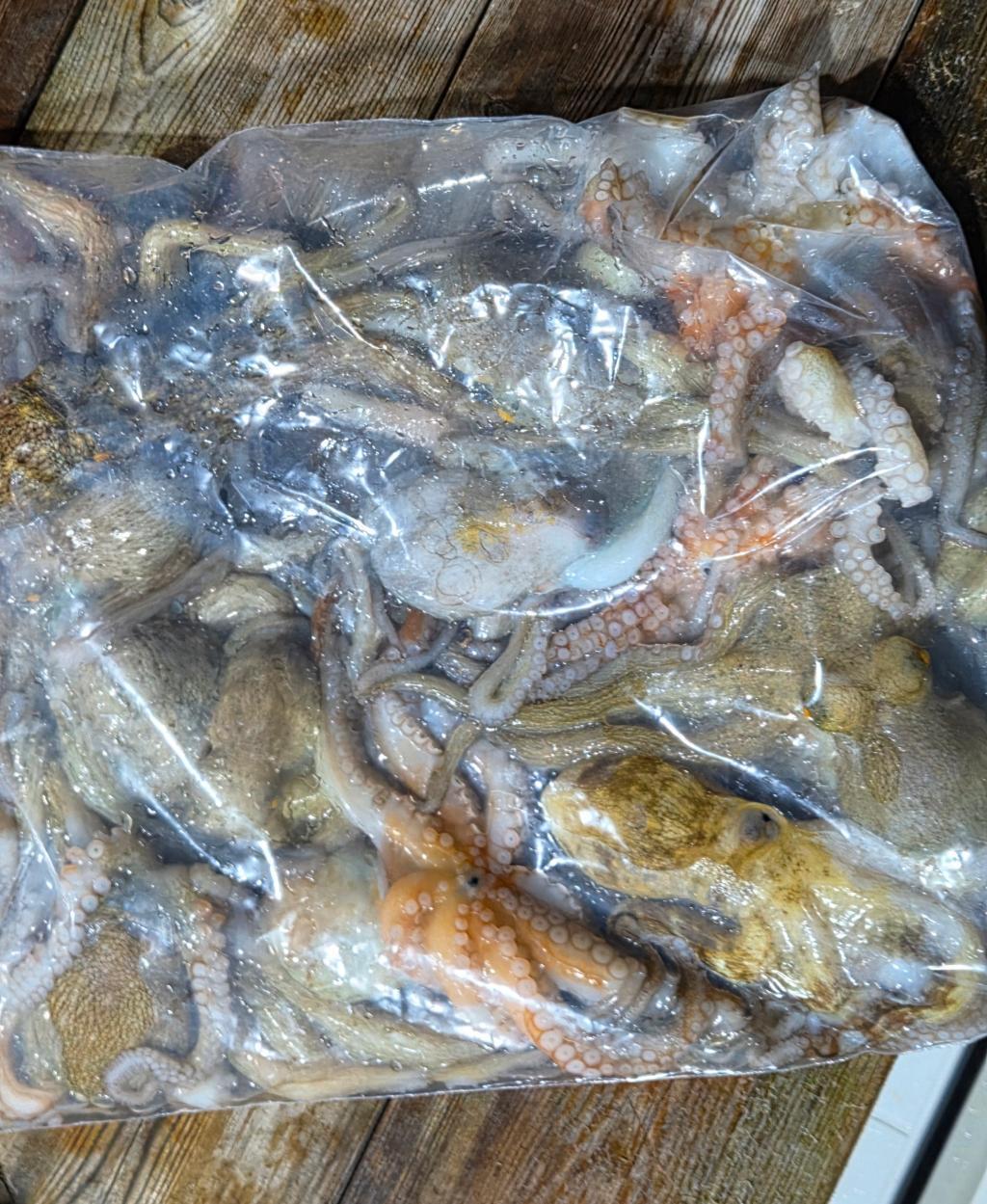 낚시뚜,돌문어,포항여남항,포항포시즌호,낚시뚜15