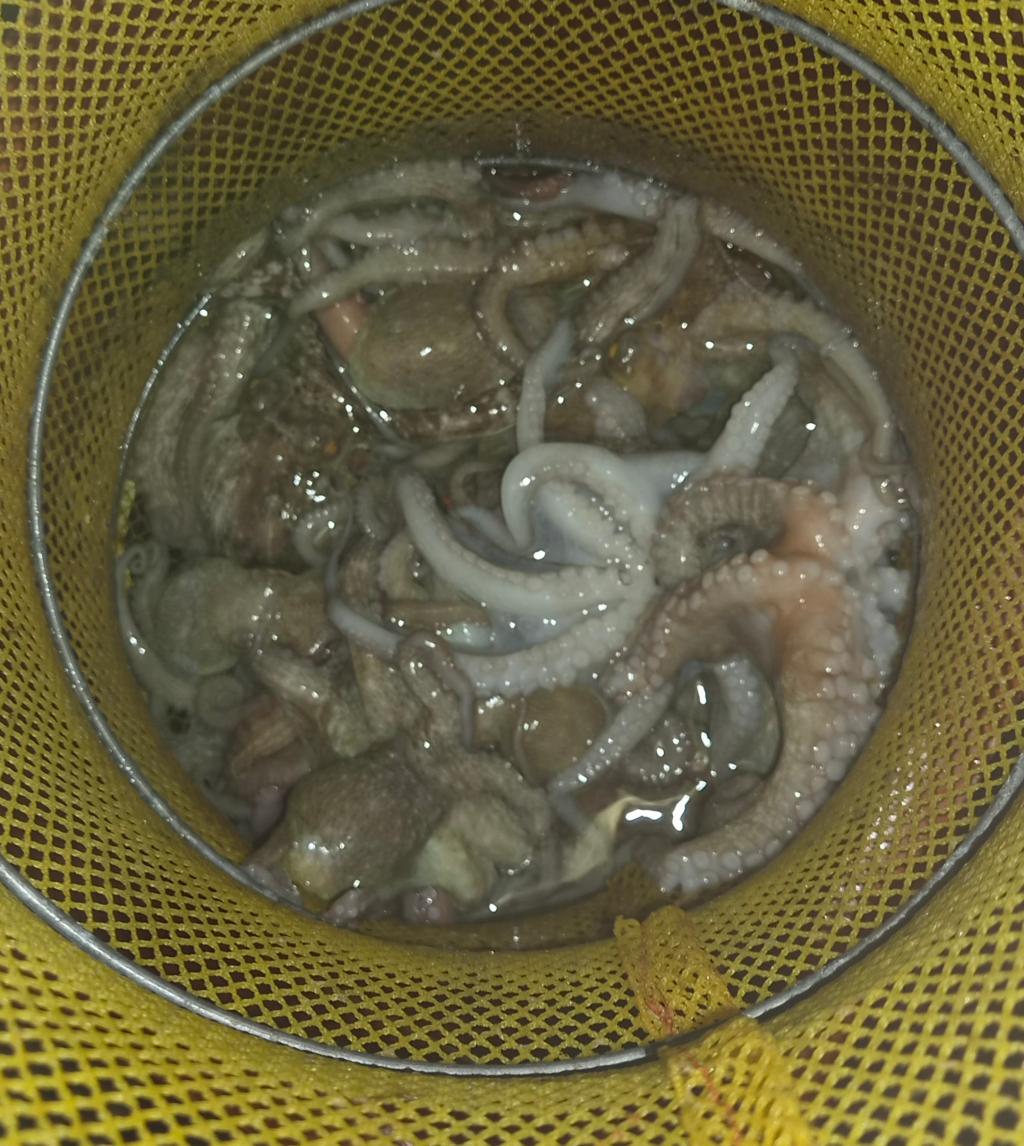 낚시뚜,돌문어,포항여남항,포항포시즌호,낚시뚜13