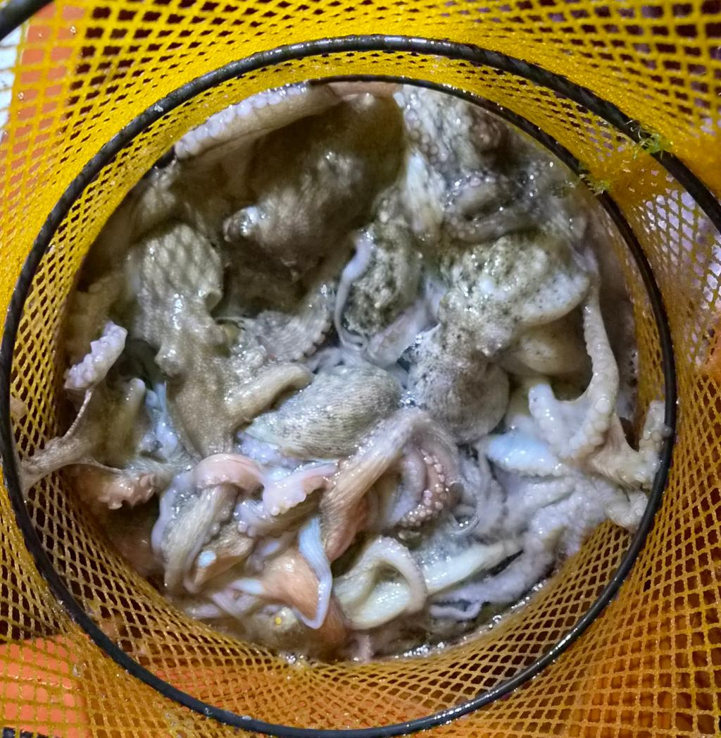 낚시뚜,돌문어,포항여남항,포항포시즌호,낚시뚜12