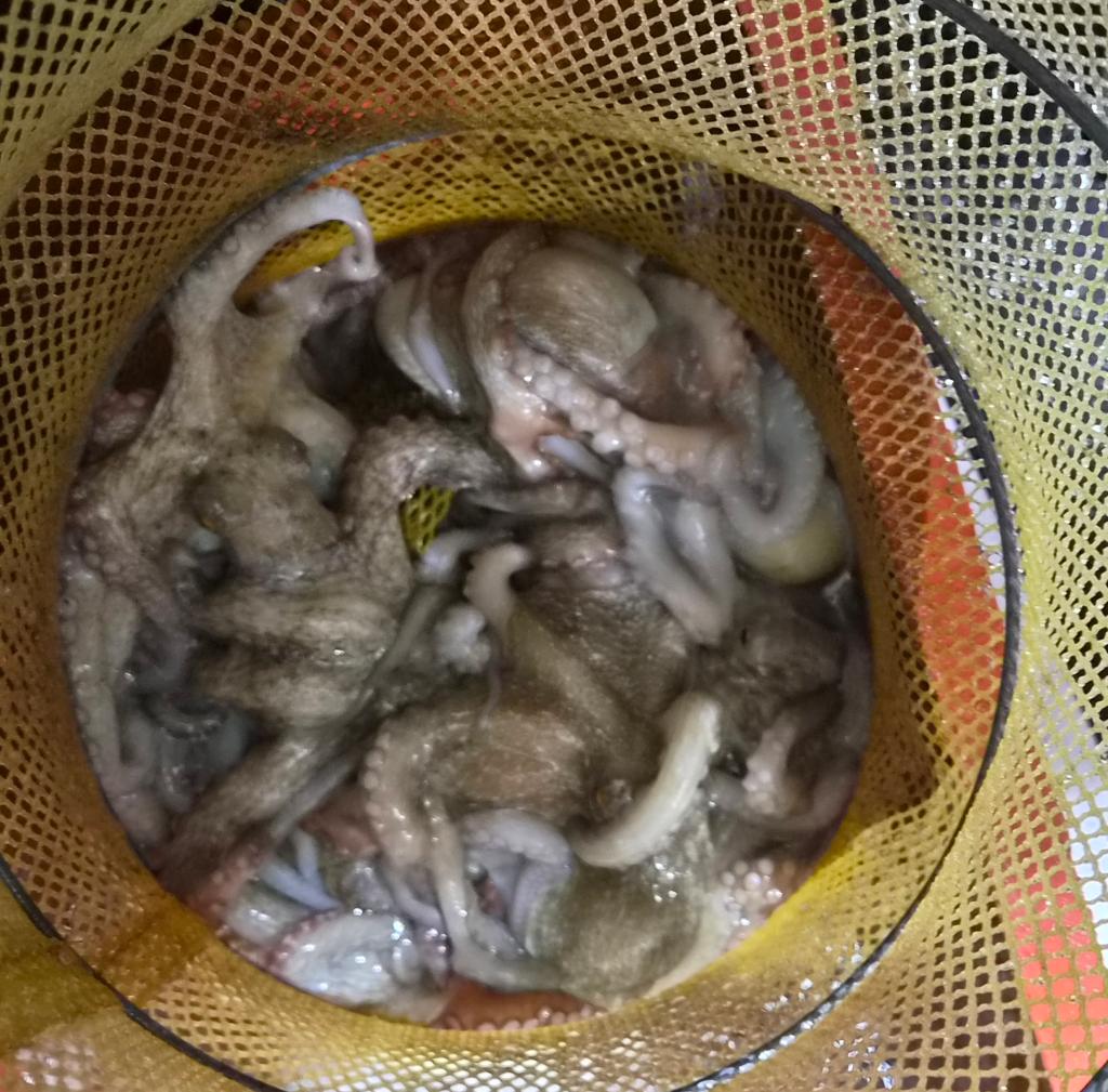 낚시뚜,돌문어,포항여남항,포항포시즌호,낚시뚜11