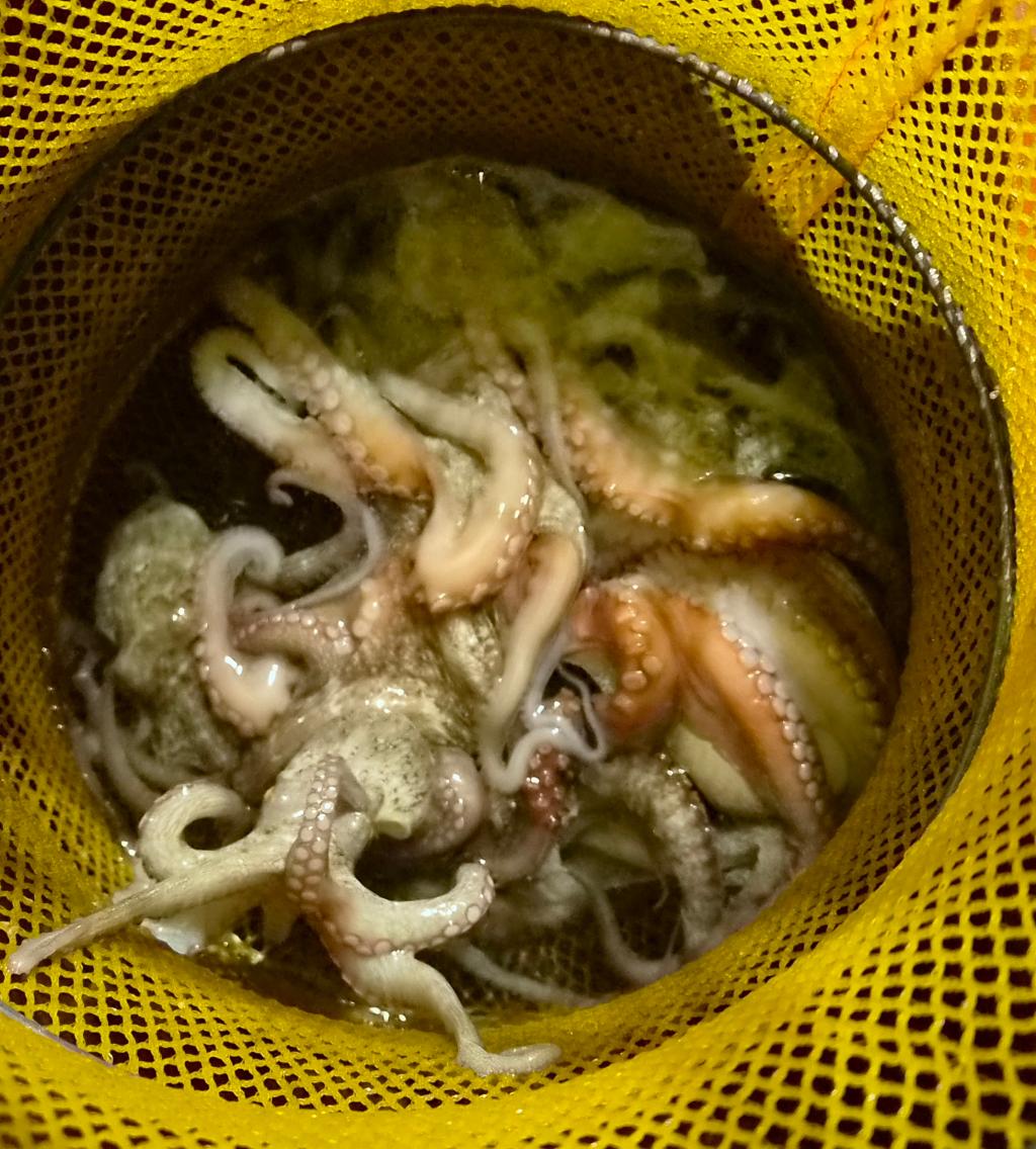 낚시뚜,돌문어,포항여남항,포항포시즌호,낚시뚜9