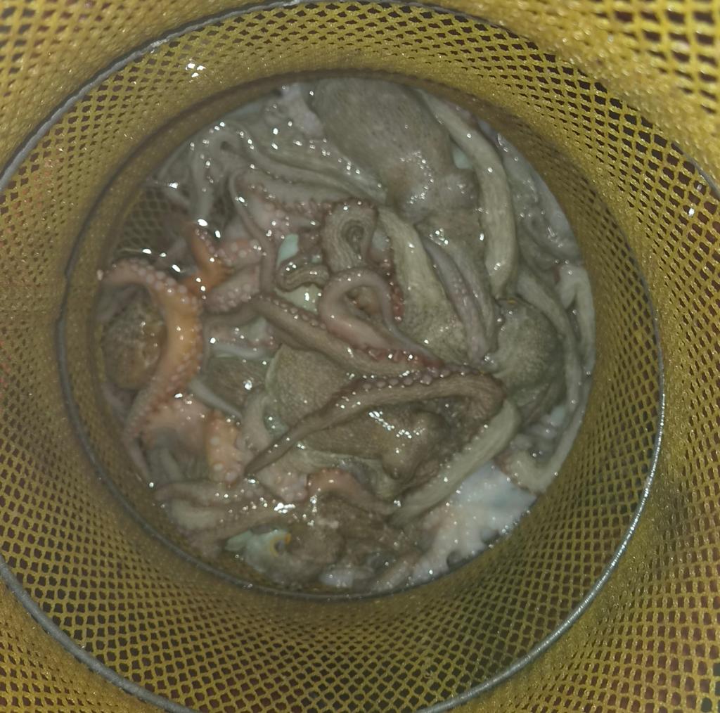 낚시뚜,돌문어,포항여남항,포항포시즌호,낚시뚜8