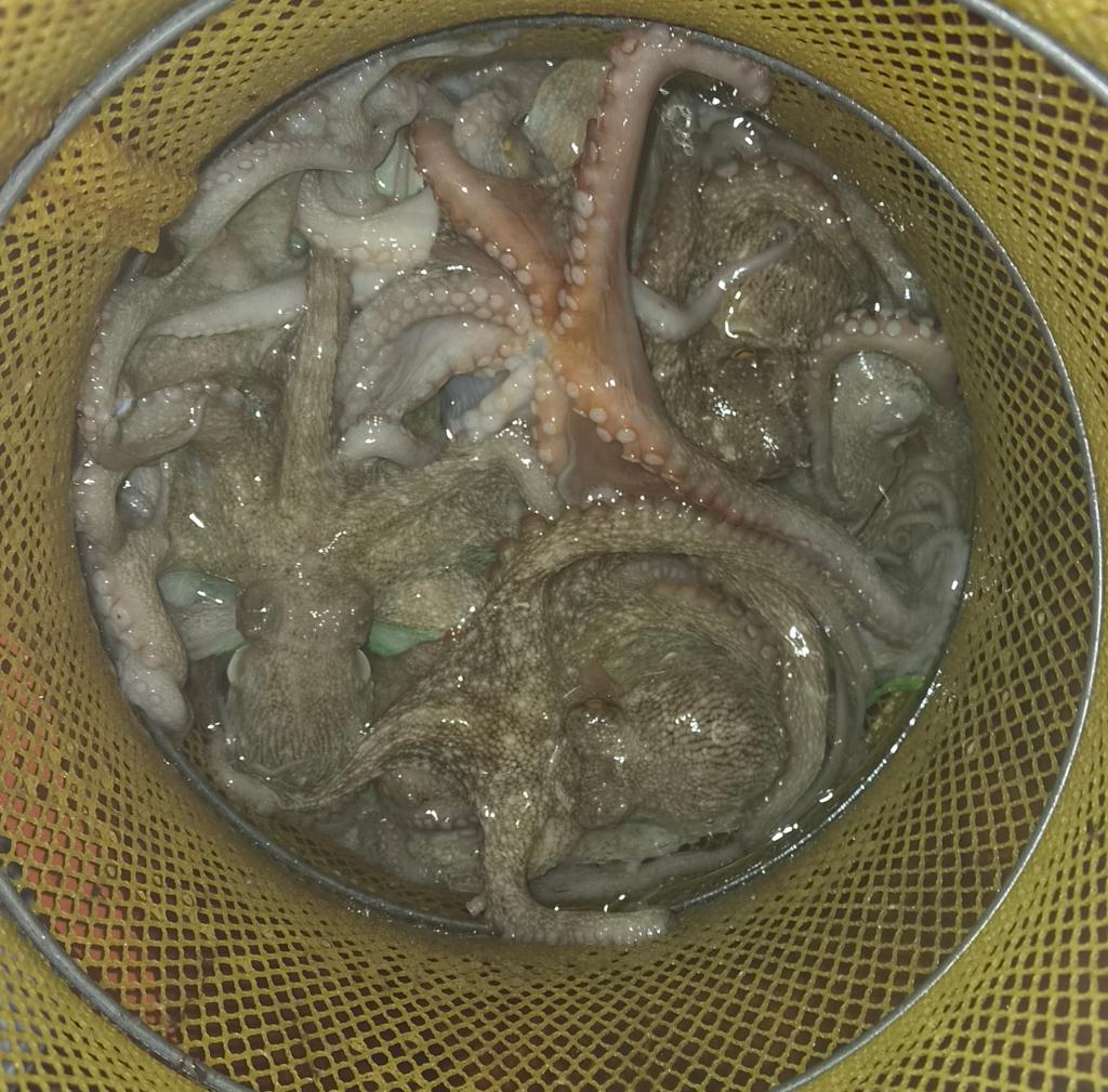 낚시뚜,돌문어,포항여남항,포항포시즌호,낚시뚜7