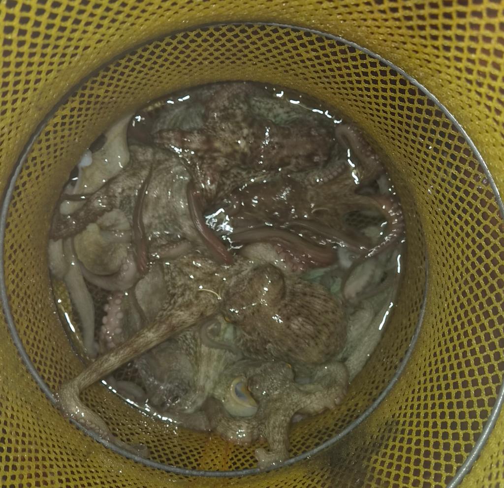 낚시뚜,돌문어,포항여남항,포항포시즌호,낚시뚜6