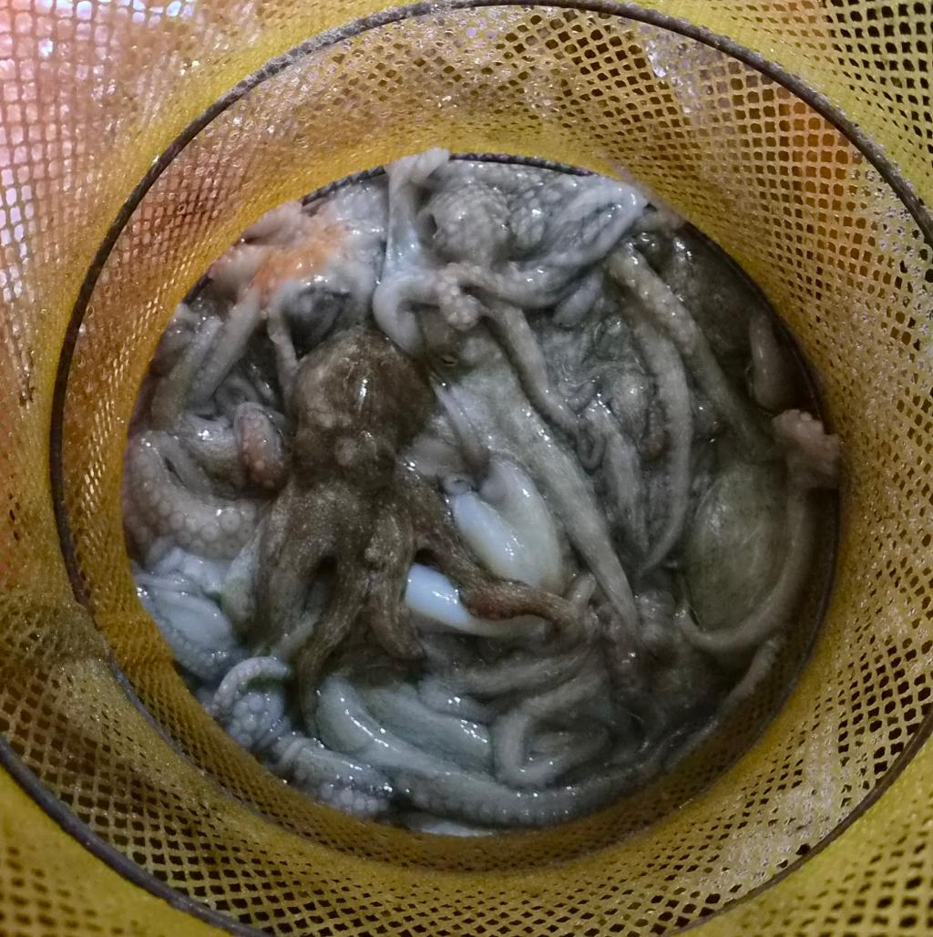 낚시뚜,돌문어,포항여남항,포항포시즌호,낚시뚜5