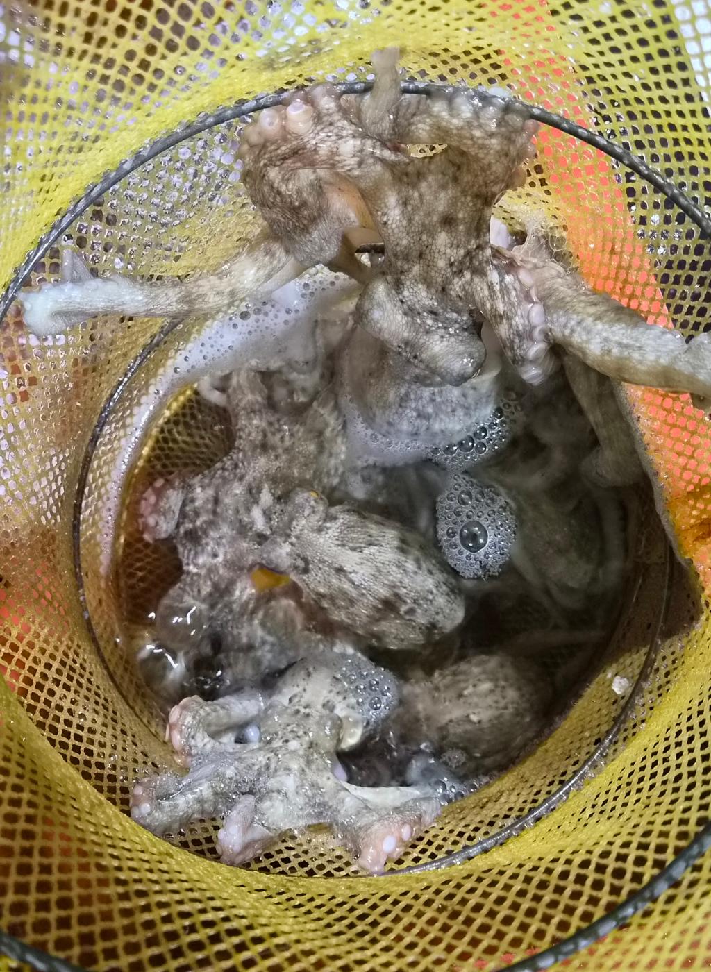 낚시뚜,돌문어,포항여남항,포항포시즌호,낚시뚜4