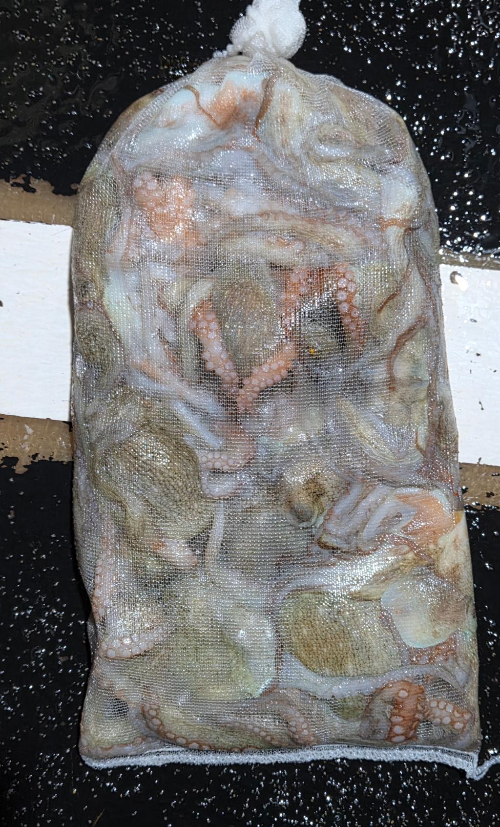 낚시뚜,돌문어,포항여남항,포항포시즌호,낚시뚜0