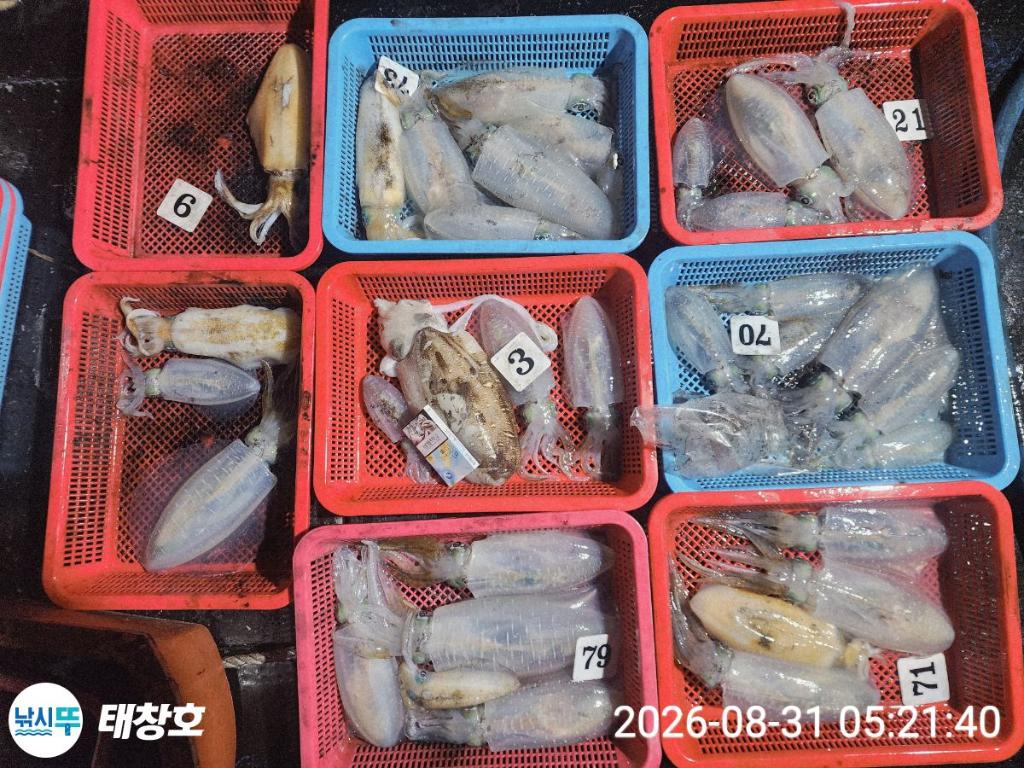 낚시뚜,무늬오징어,영일만항,태창호,낚시뚜0