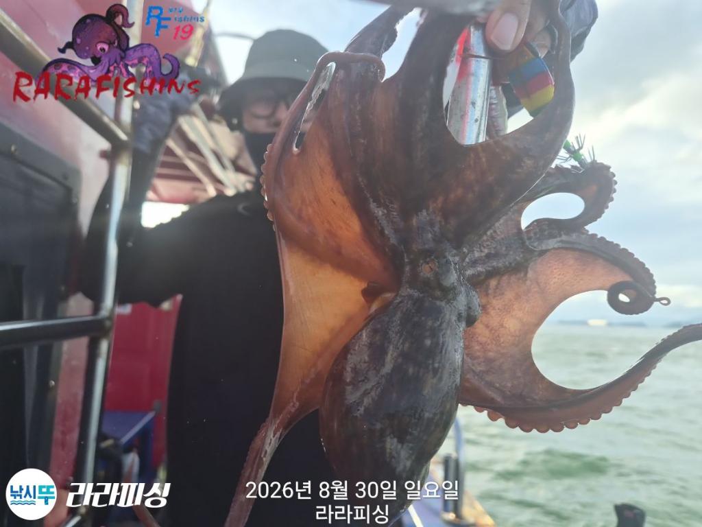 낚시뚜,돌문어,속천항(진해),라라피싱,낚시뚜9