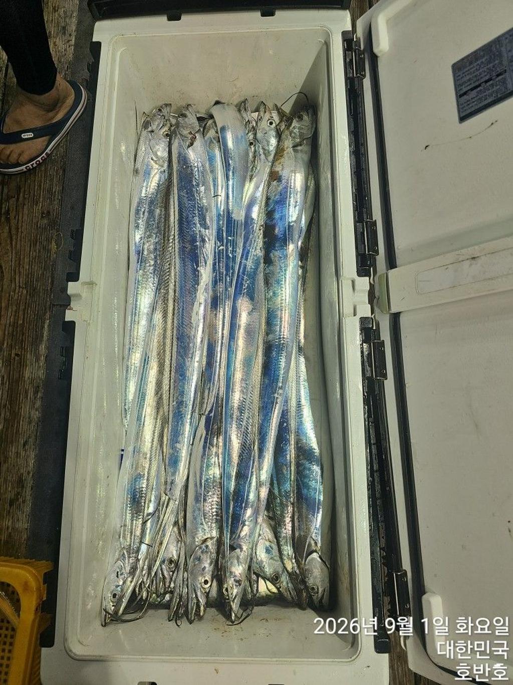 낚시뚜,갈치,통영 신전항,통영호반호,낚시뚜39