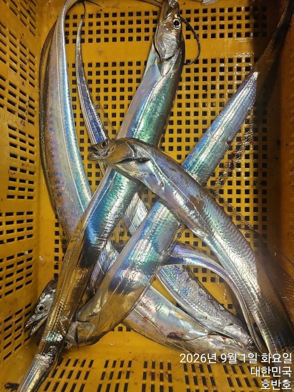 낚시뚜,갈치,통영 신전항,통영호반호,낚시뚜37