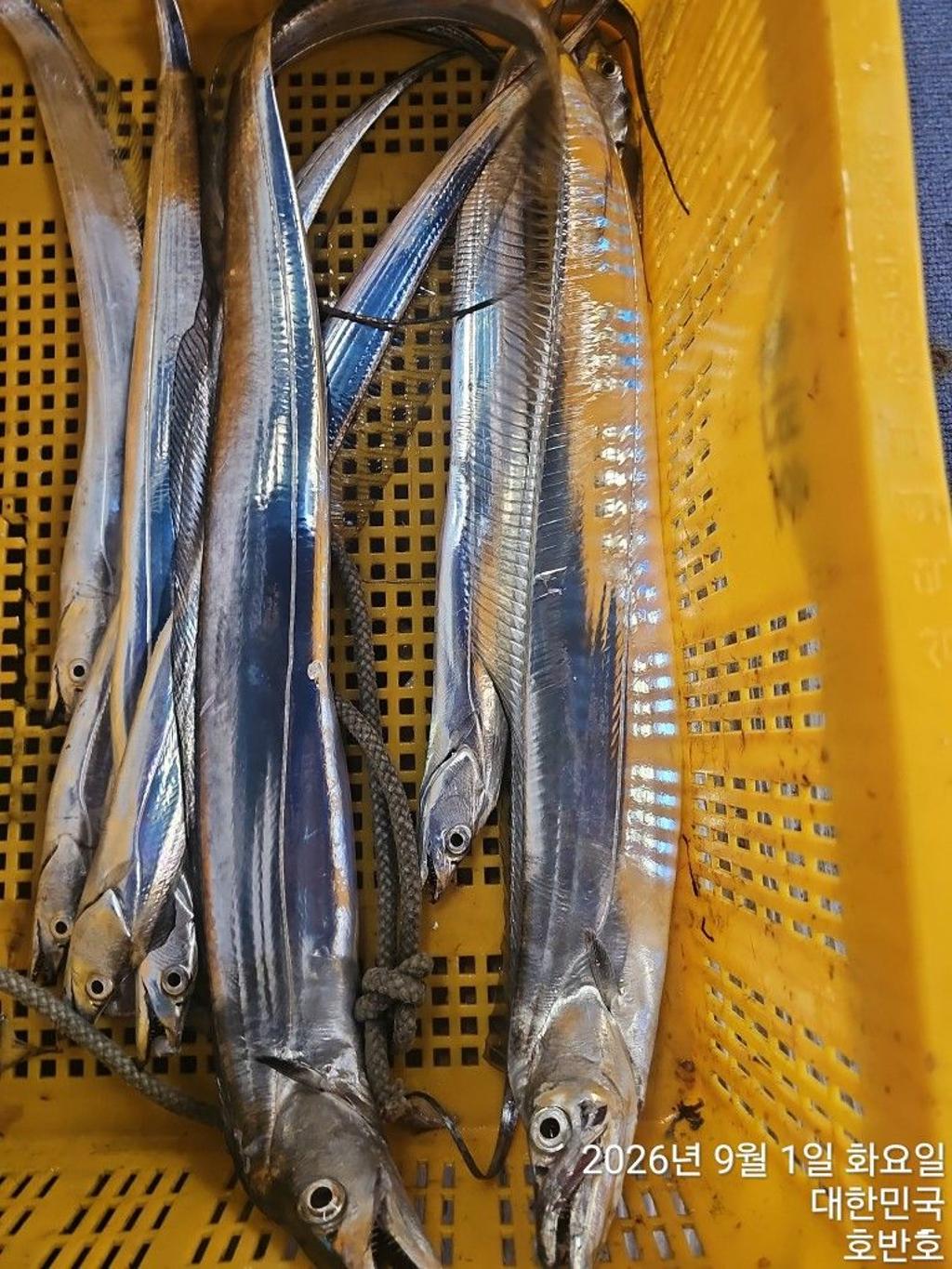 낚시뚜,갈치,통영 신전항,통영호반호,낚시뚜30
