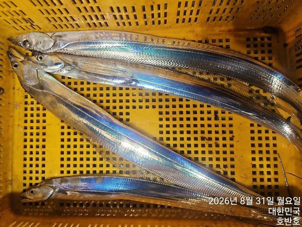 낚시뚜,갈치,통영 신전항,통영호반호,낚시뚜26