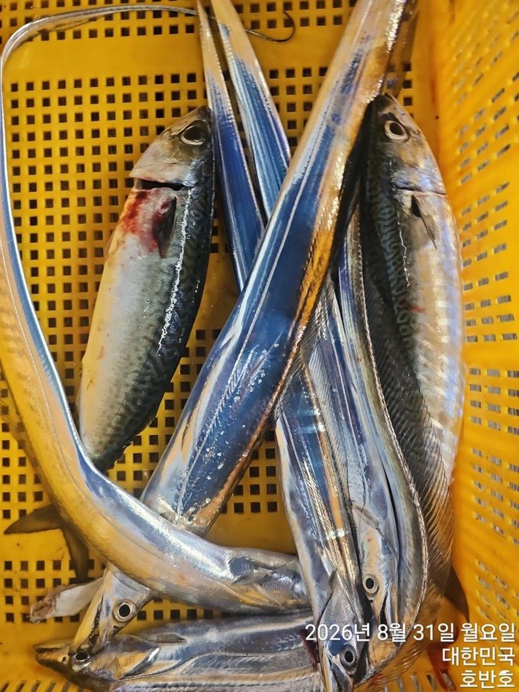 낚시뚜,갈치,통영 신전항,통영호반호,낚시뚜20