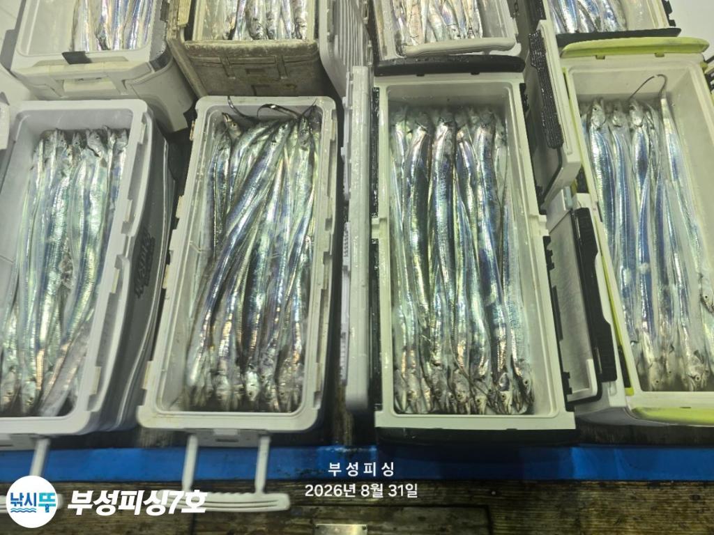 낚시뚜,갈치,통영영운리항,부성피싱7호,낚시뚜13