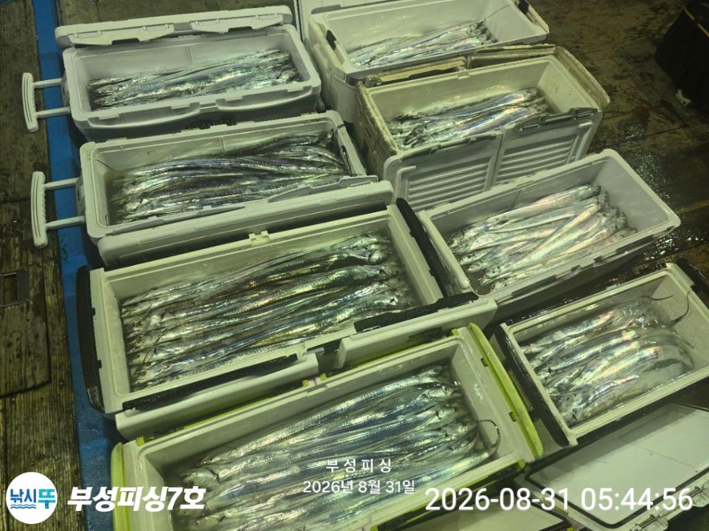 낚시뚜,갈치,통영영운리항,부성피싱7호,낚시뚜15