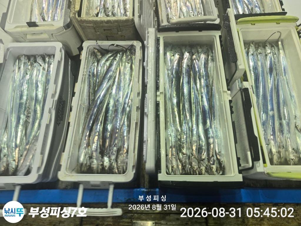 낚시뚜,갈치,통영영운리항,부성피싱7호,낚시뚜14