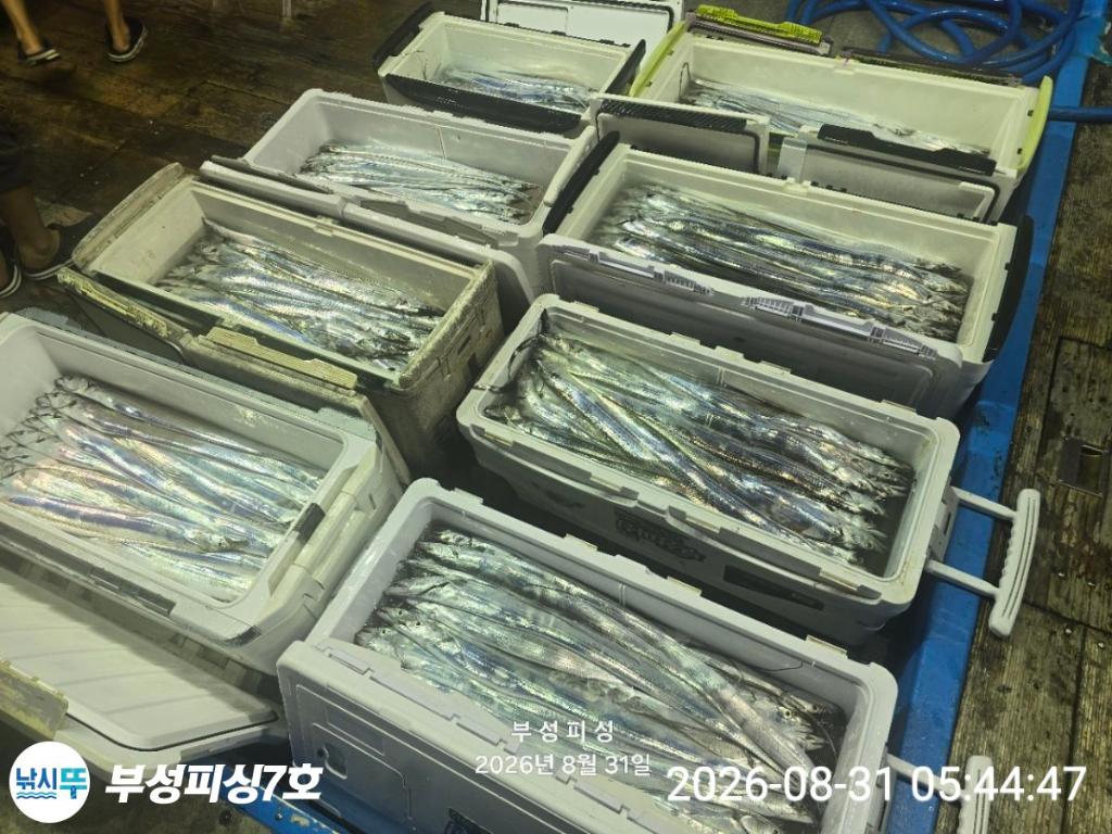 낚시뚜,갈치,통영영운리항,부성피싱7호,낚시뚜13