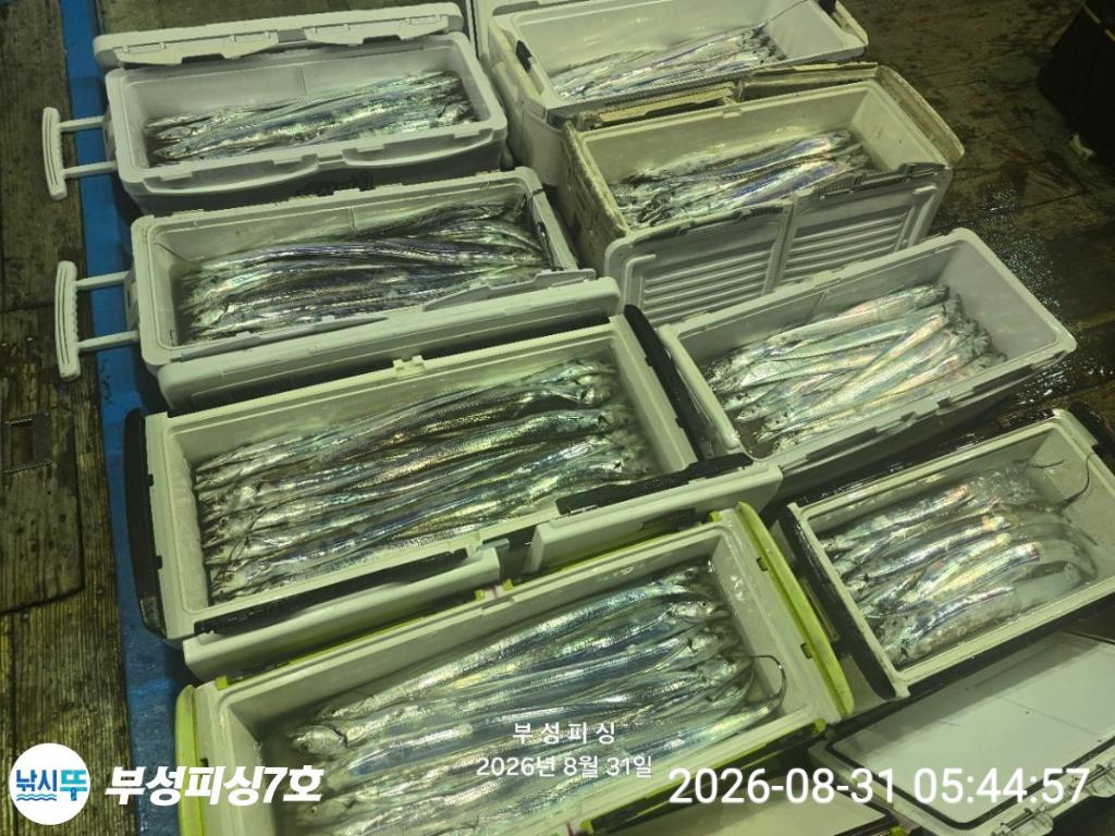 낚시뚜,갈치,통영영운리항,부성피싱7호,낚시뚜12
