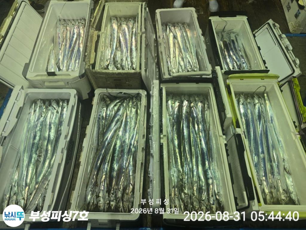 낚시뚜,갈치,통영영운리항,부성피싱7호,낚시뚜11