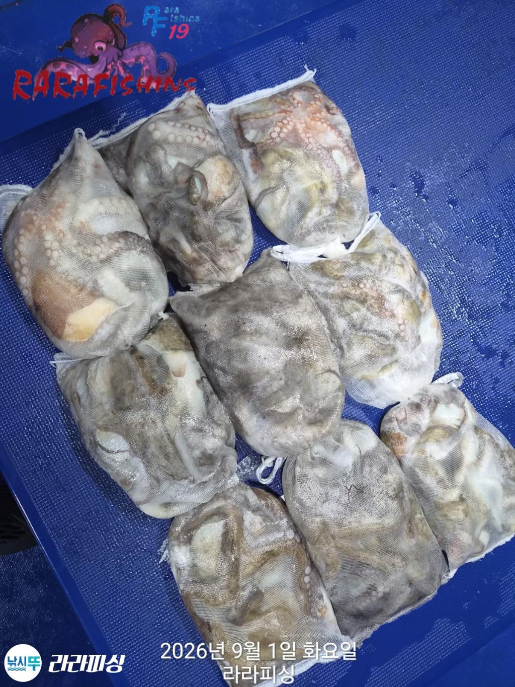 낚시뚜,돌문어,속천항(진해),라라피싱,낚시뚜16