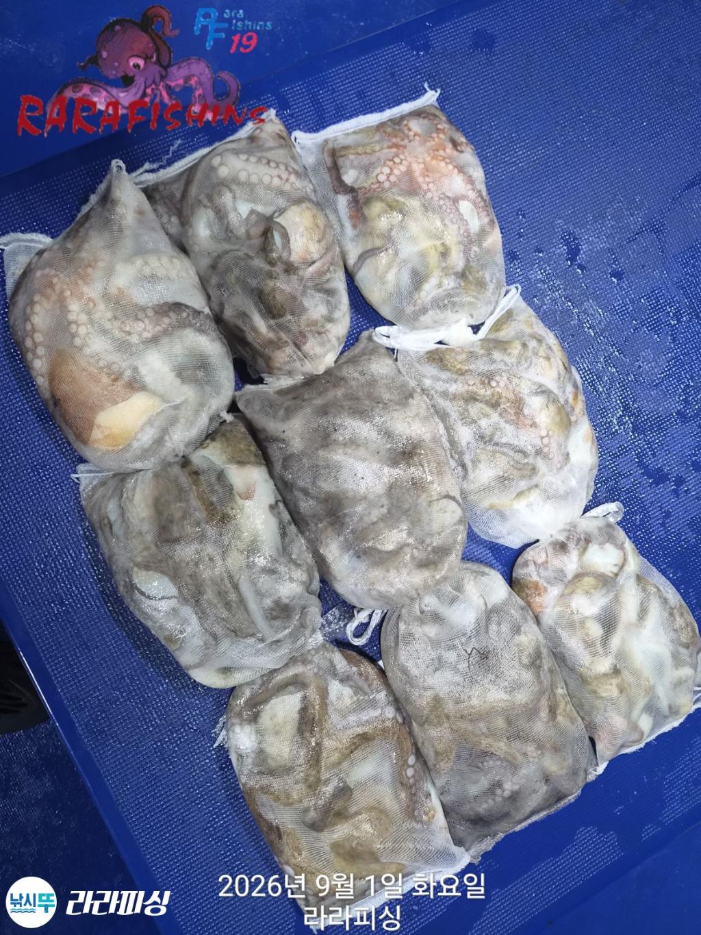 낚시뚜,돌문어,속천항(진해),라라피싱,낚시뚜15