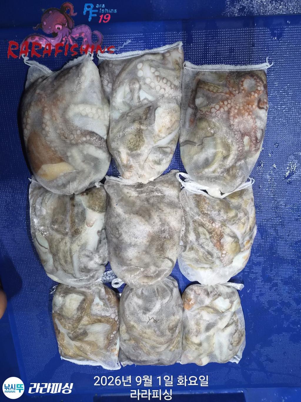 낚시뚜,돌문어,속천항(진해),라라피싱,낚시뚜14