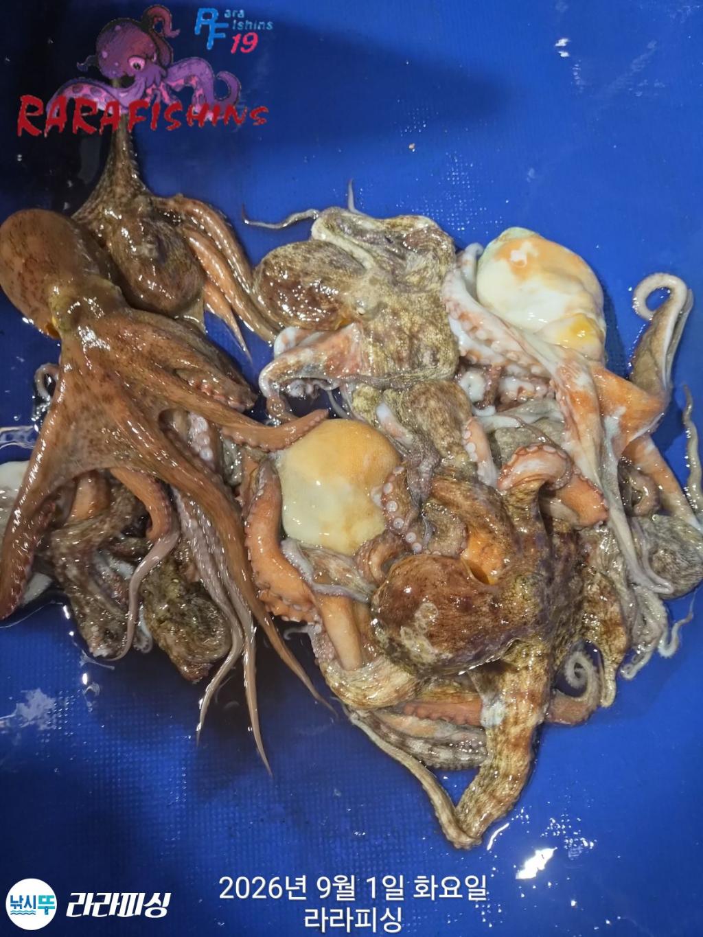 낚시뚜,돌문어,속천항(진해),라라피싱,낚시뚜4