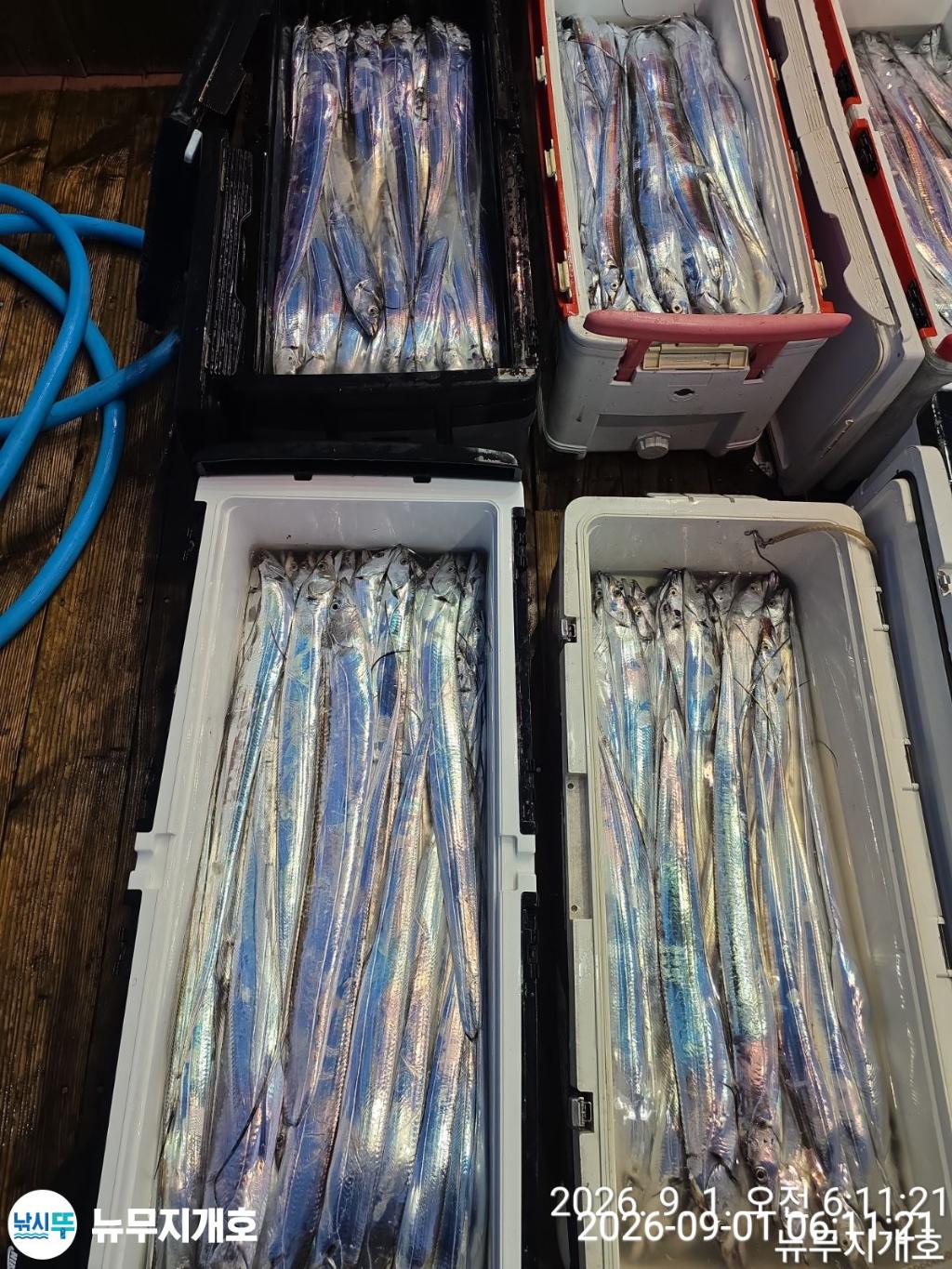 낚시뚜,갈치,통영영운리항,뉴무지개호,낚시뚜17
