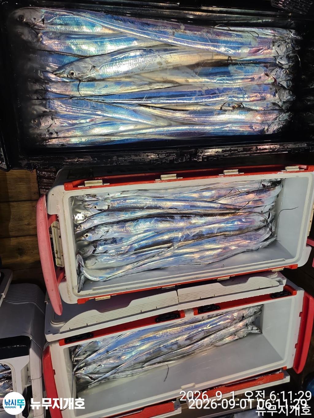 낚시뚜,갈치,통영영운리항,뉴무지개호,낚시뚜16
