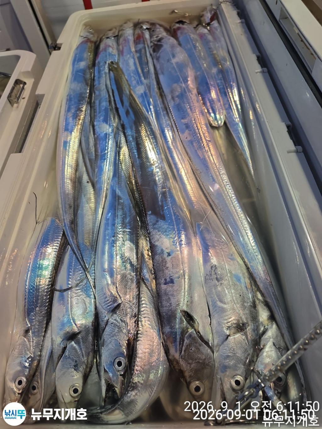 낚시뚜,갈치,통영영운리항,뉴무지개호,낚시뚜9
